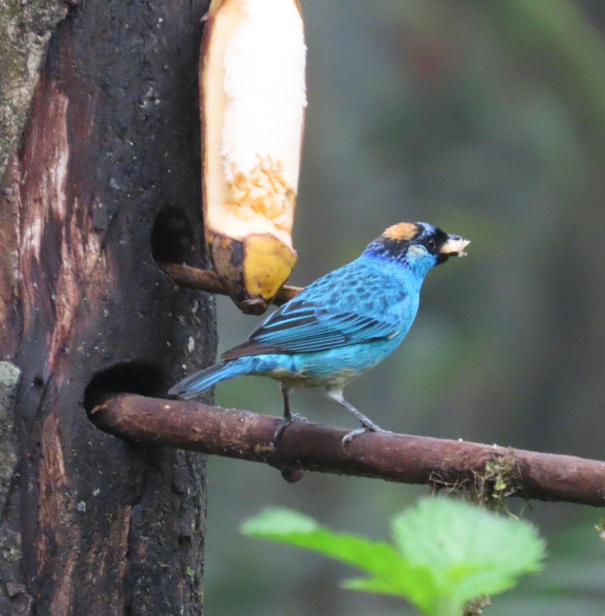 Тиаровая танагра - ML645968906