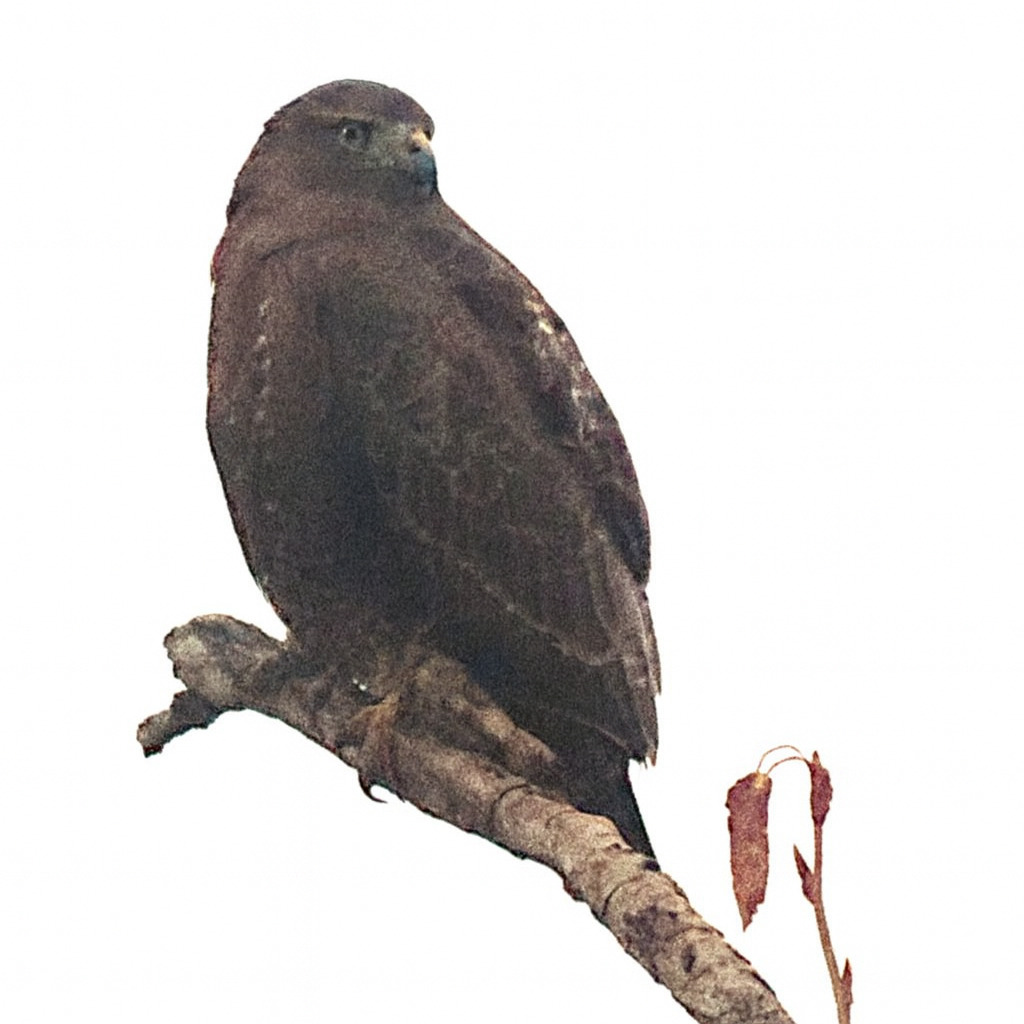 Краснохвостый канюк - ML645968907