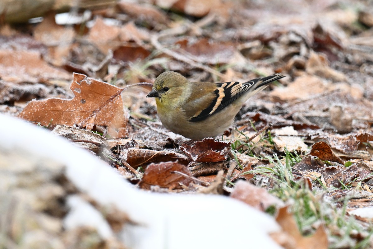 Американский чиж - ML645968909