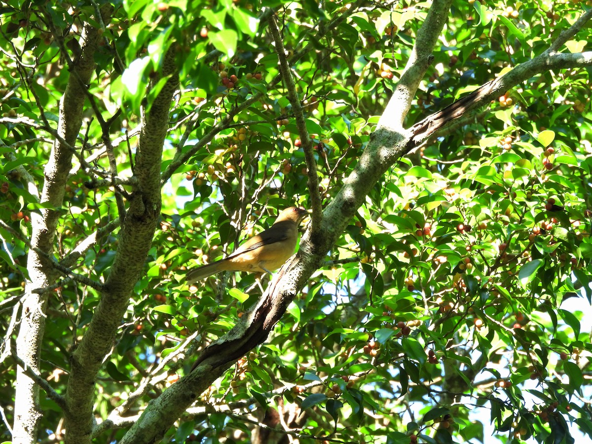 Рыжеватый дрозд - ML645968910