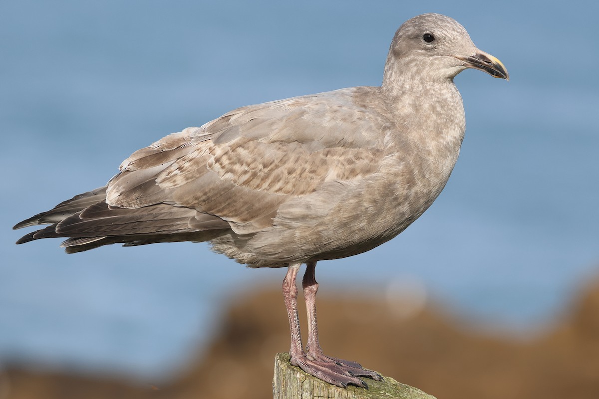 Западная чайка - ML645968912