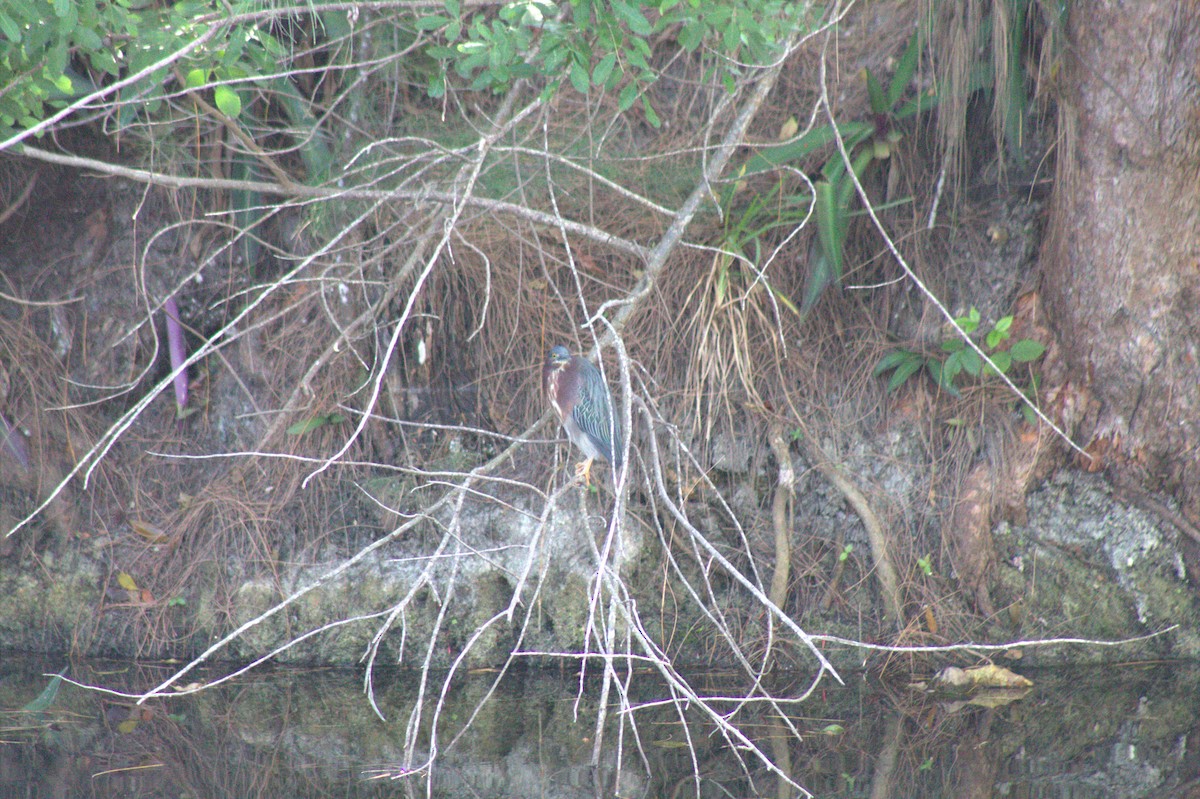 Зеленоспинная цапля - ML645968913