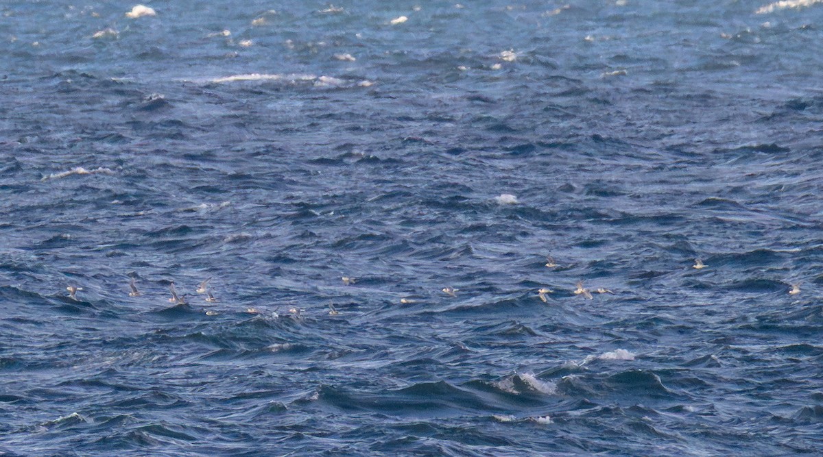 Моевка - ML645968915