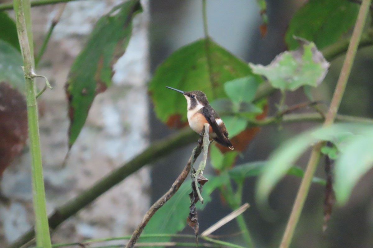 Пурпурногорлый эльф - ML645968917