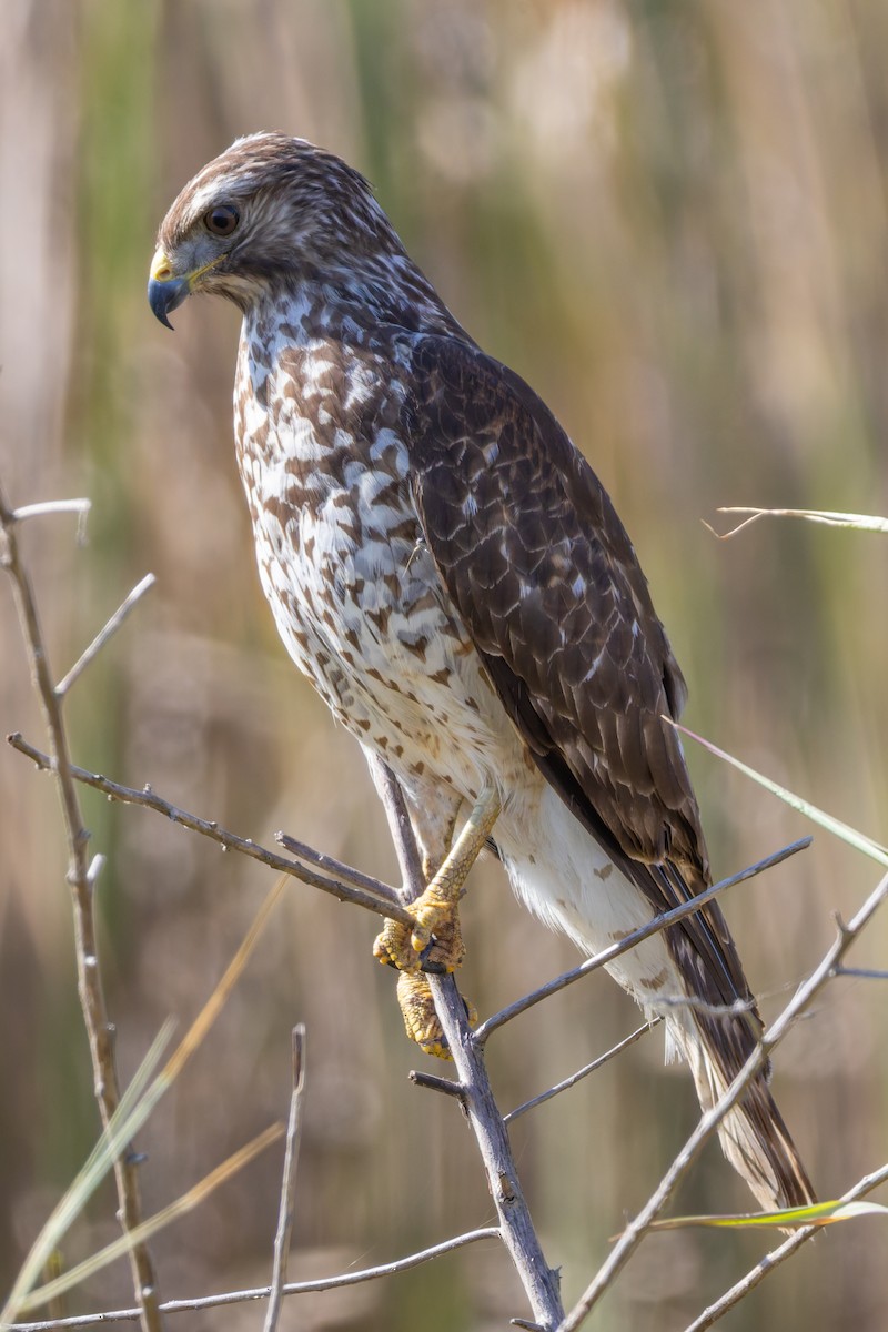 Red-shouldered Hawk - ML645968920