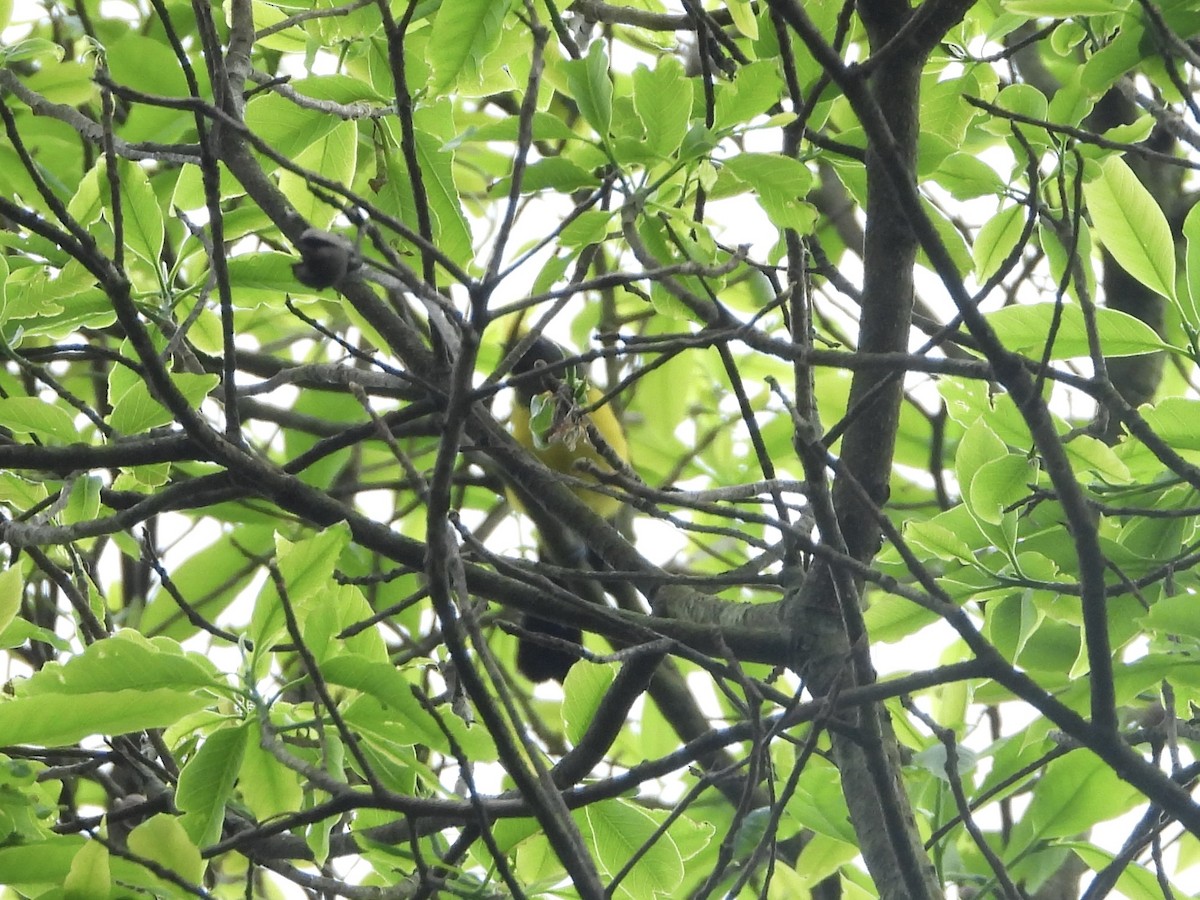 Sultan Tit - ML645968929