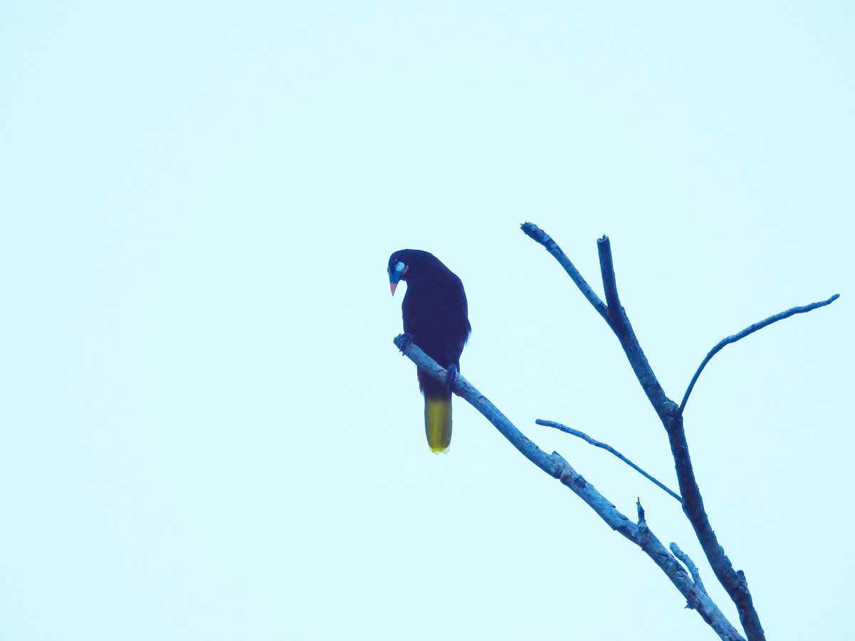 オオツリスドリ - ML645968930