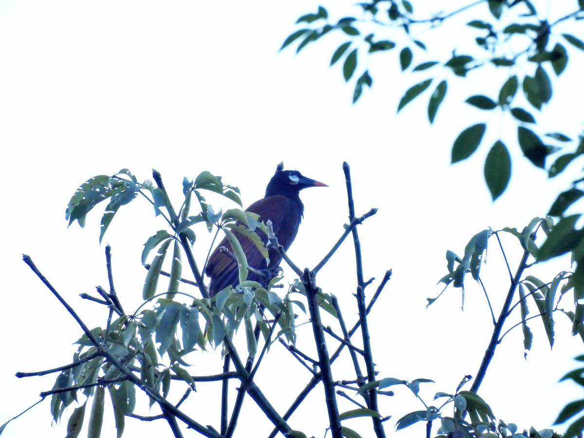 オオツリスドリ - ML645968931