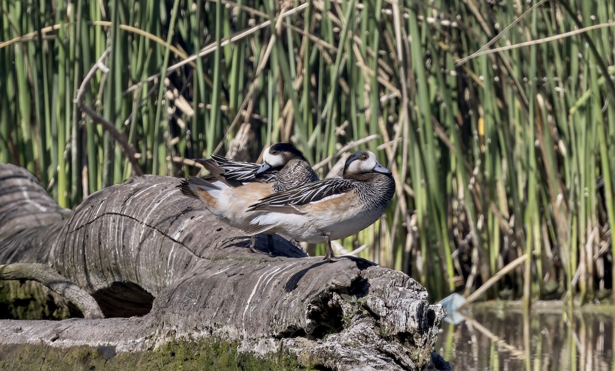 Chiloe Wigeon - ML645968934