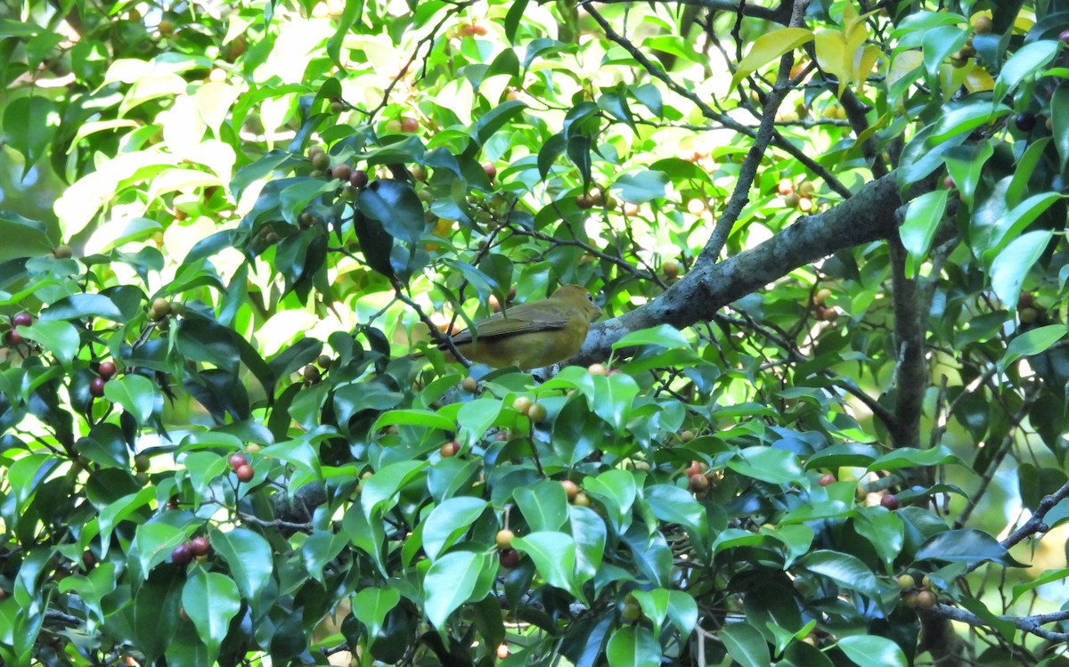 ナツフウキンチョウ - ML645968935