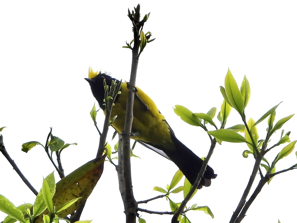 Sultan Tit - ML645968936