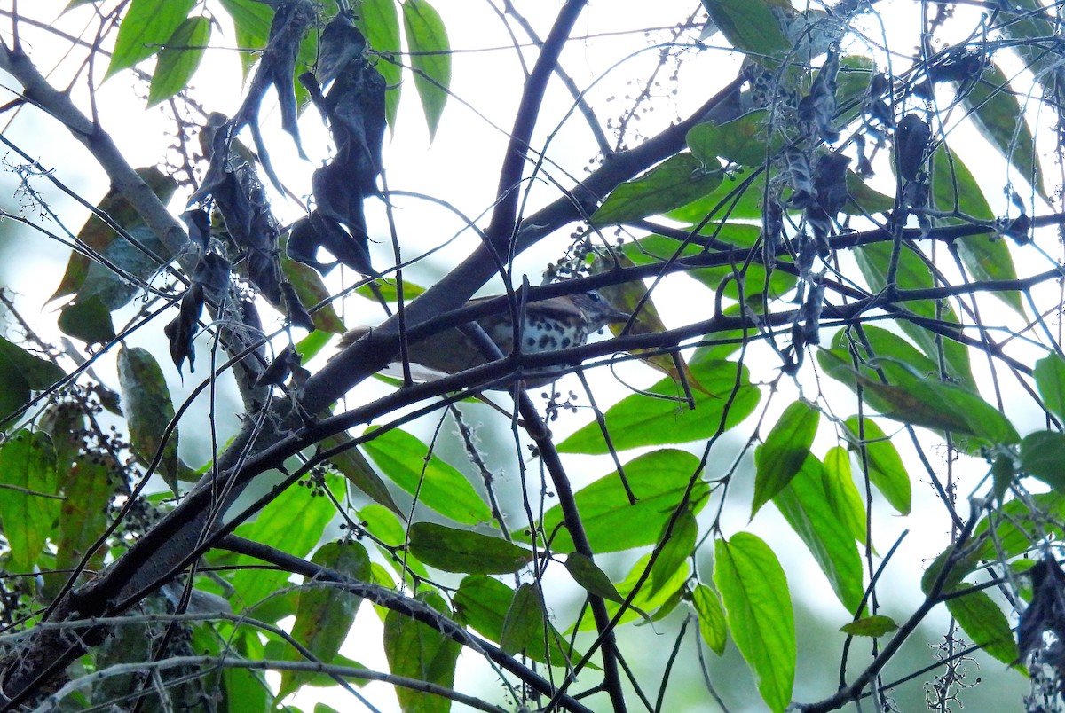 Wood Thrush - ML645968939