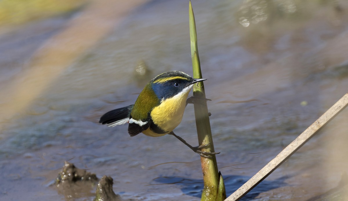 Many-colored Rush Tyrant - ML645968941