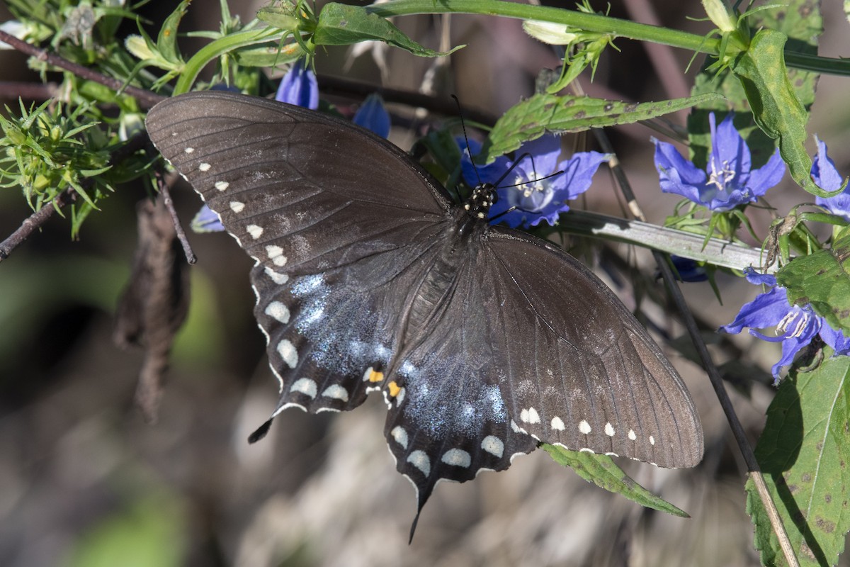 Spicebush Swallowtail - ML645968942