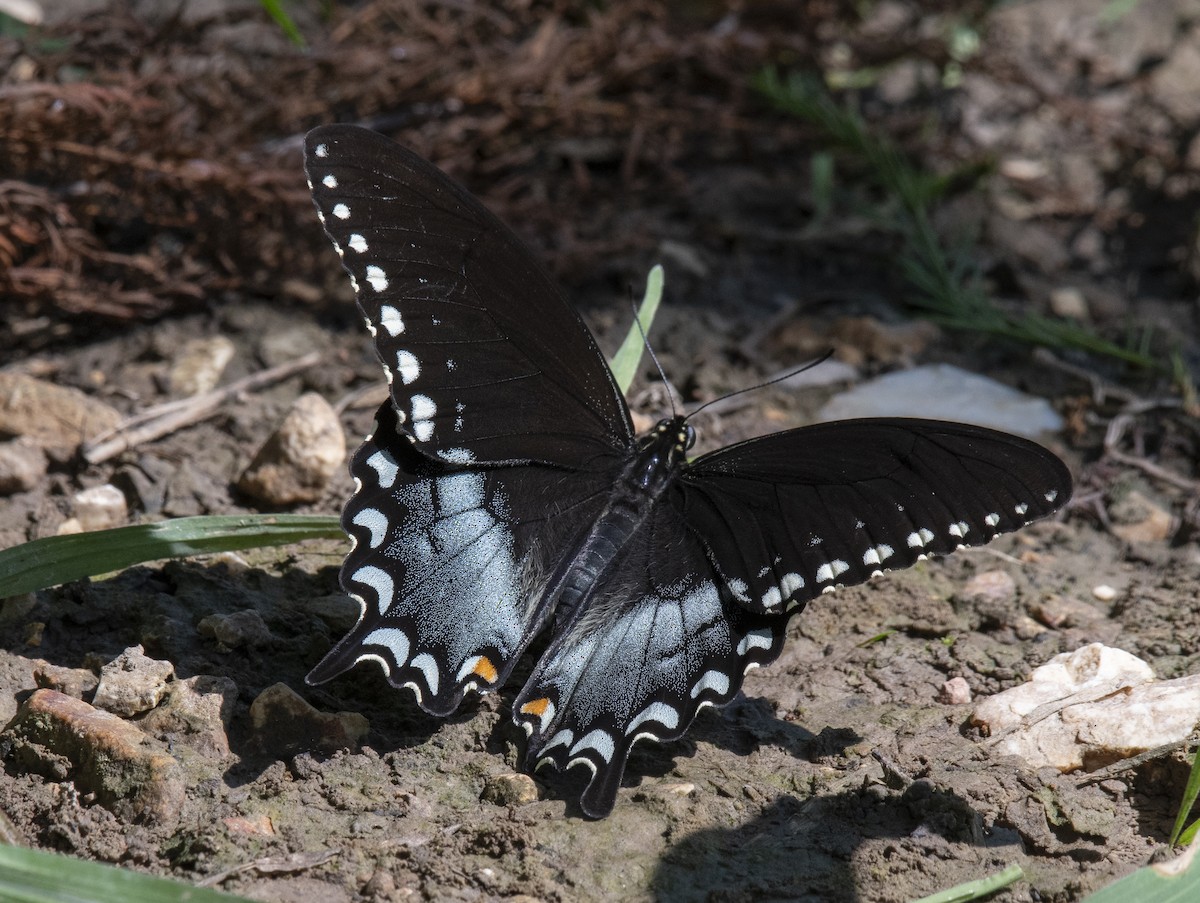 Spicebush Swallowtail - ML645968943