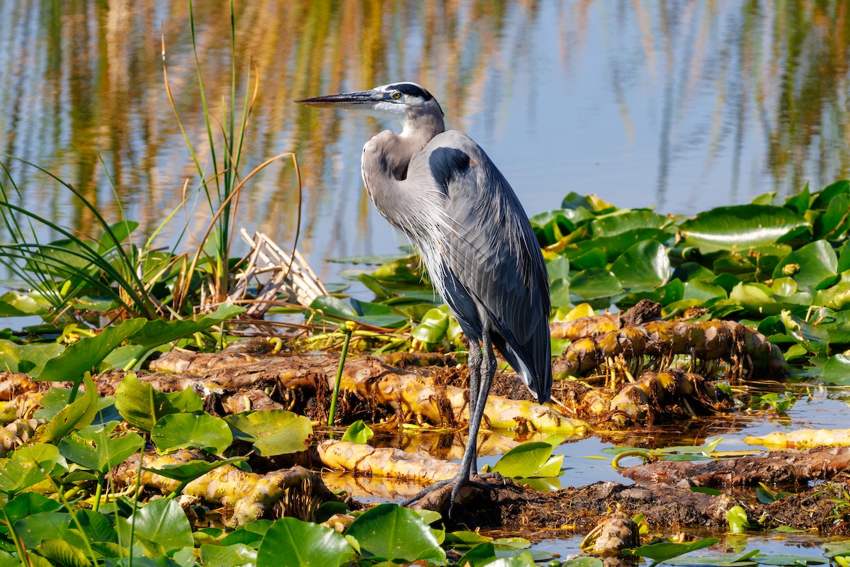 Great Blue Heron - ML645968948