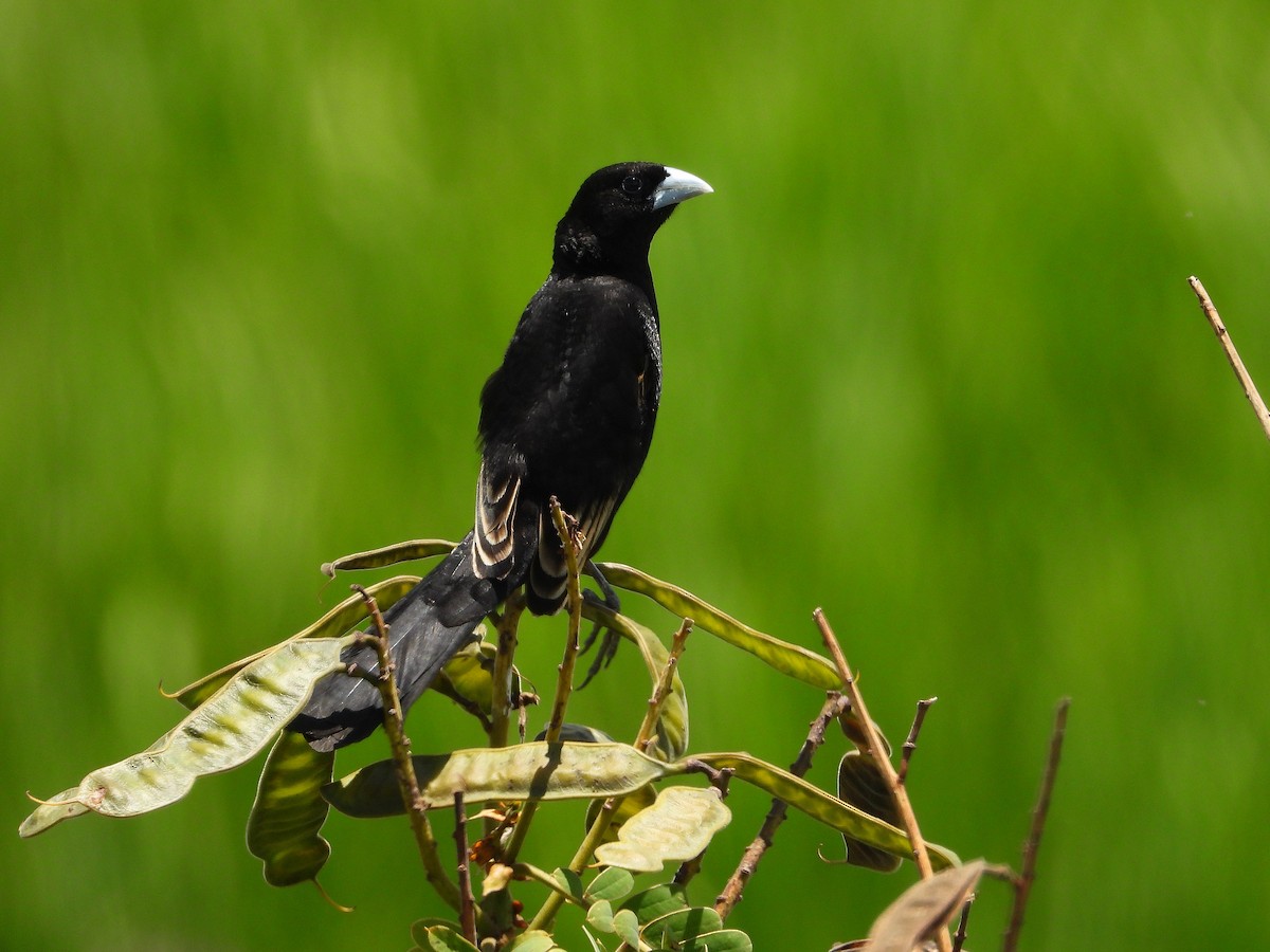 White-winged Widowbird - ML645968949
