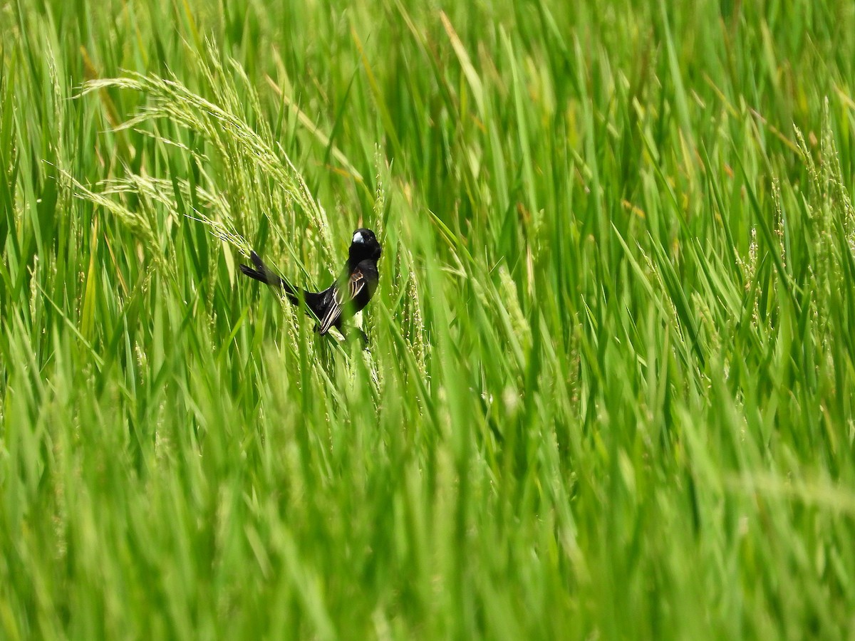 White-winged Widowbird - ML645968950