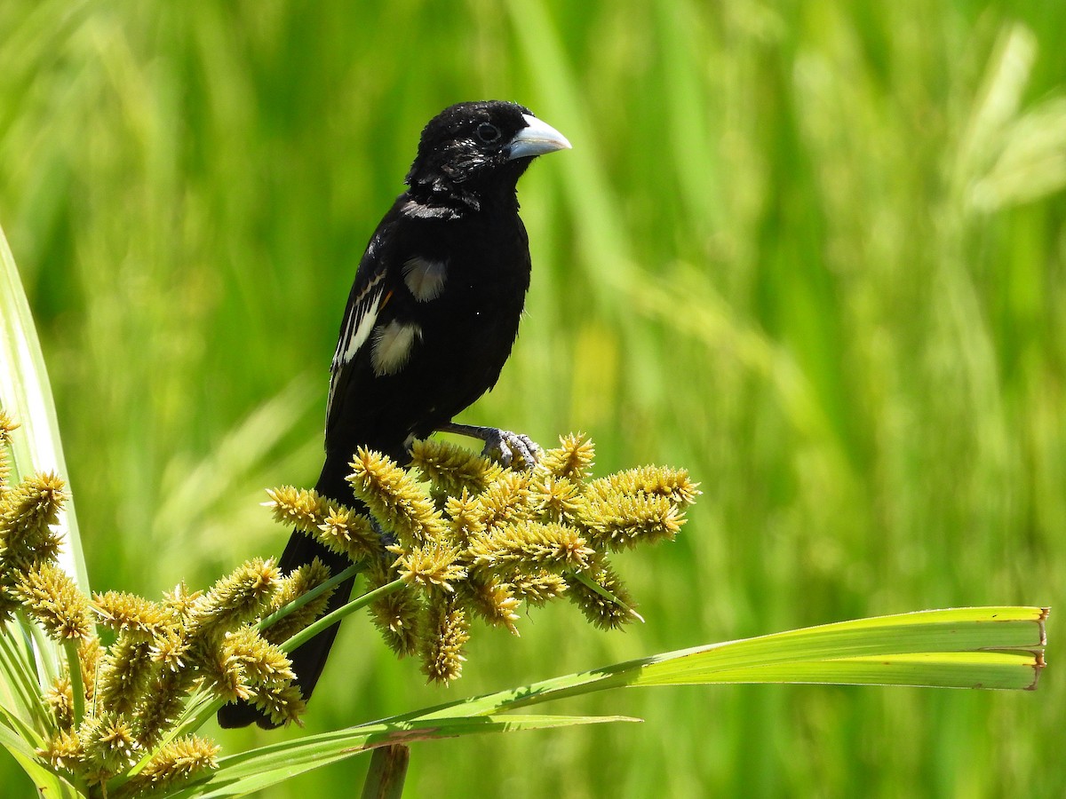White-winged Widowbird - ML645968951