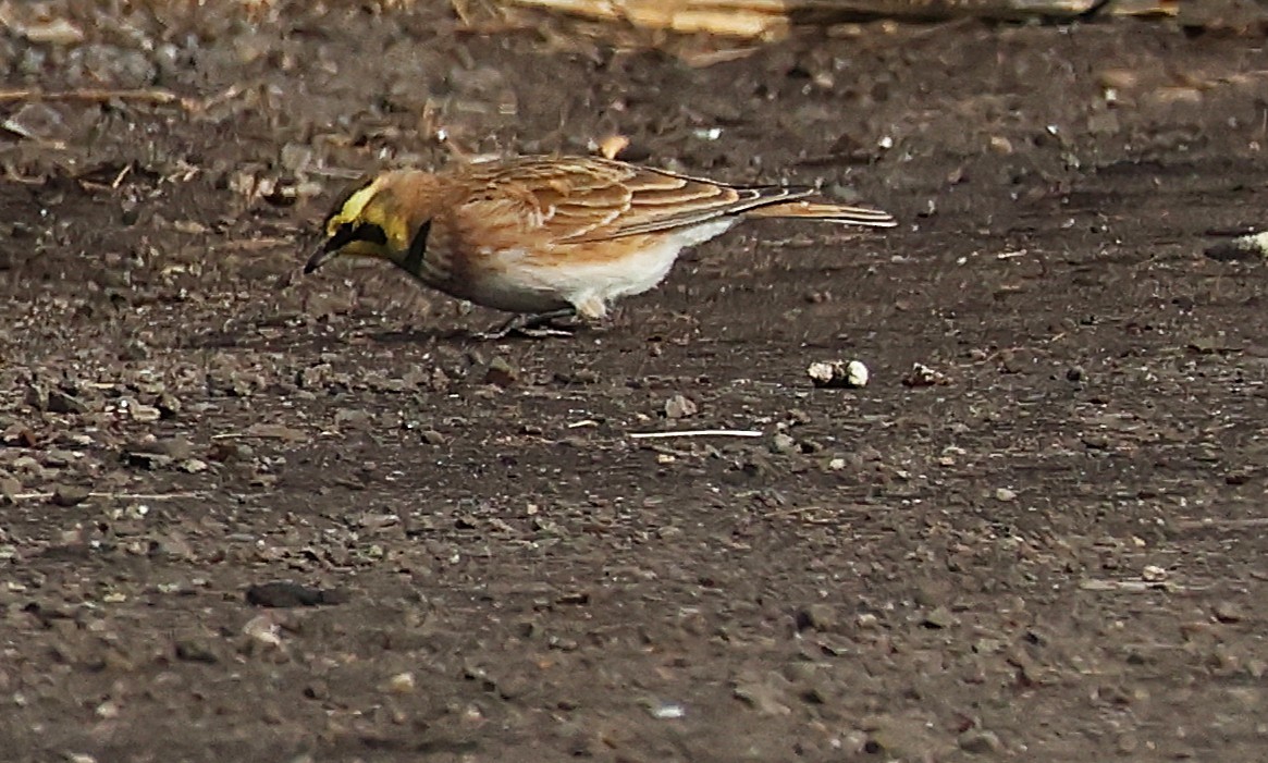 Alondra Cornuda - ML645968958