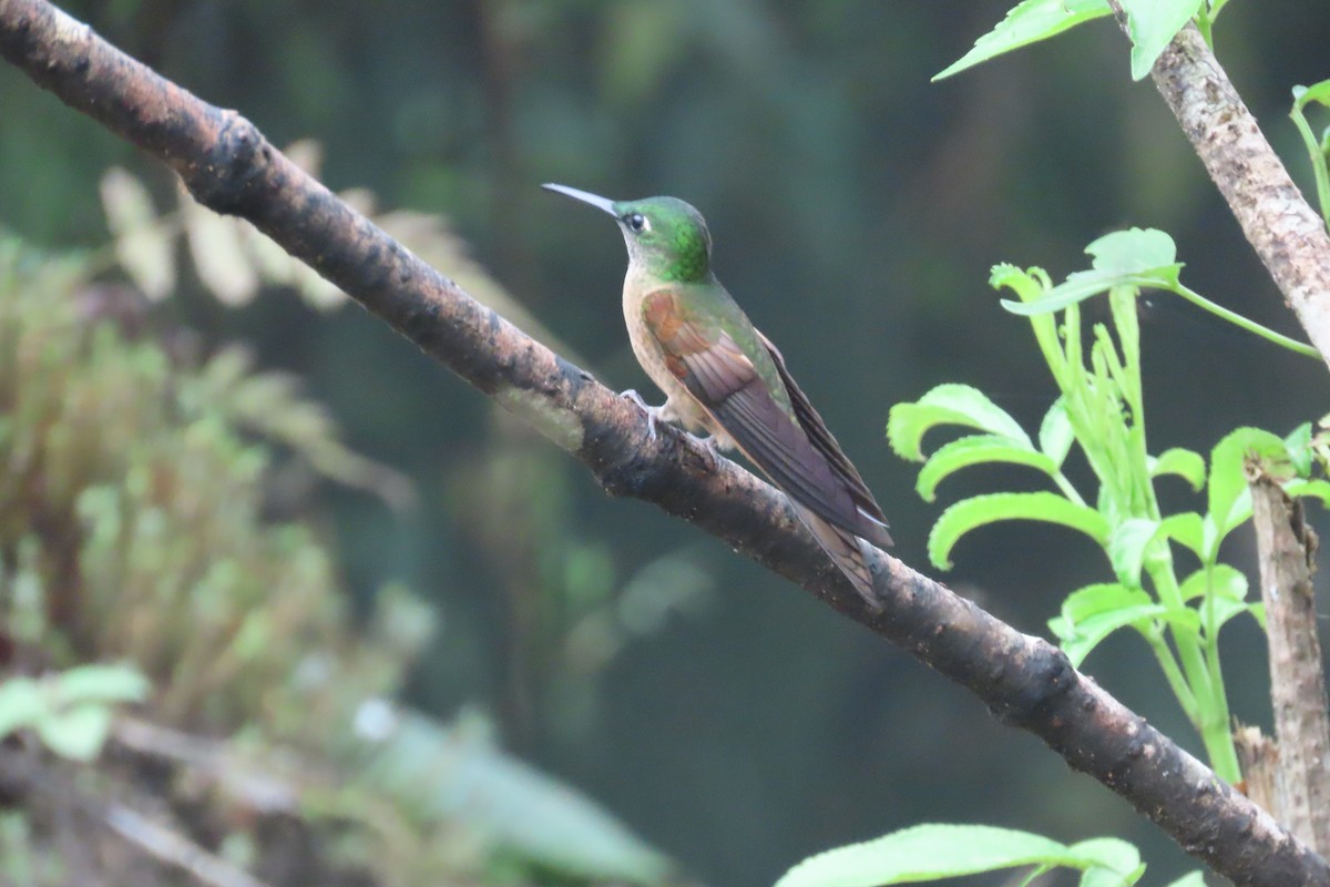 チャムネテリハチドリ - ML645968960