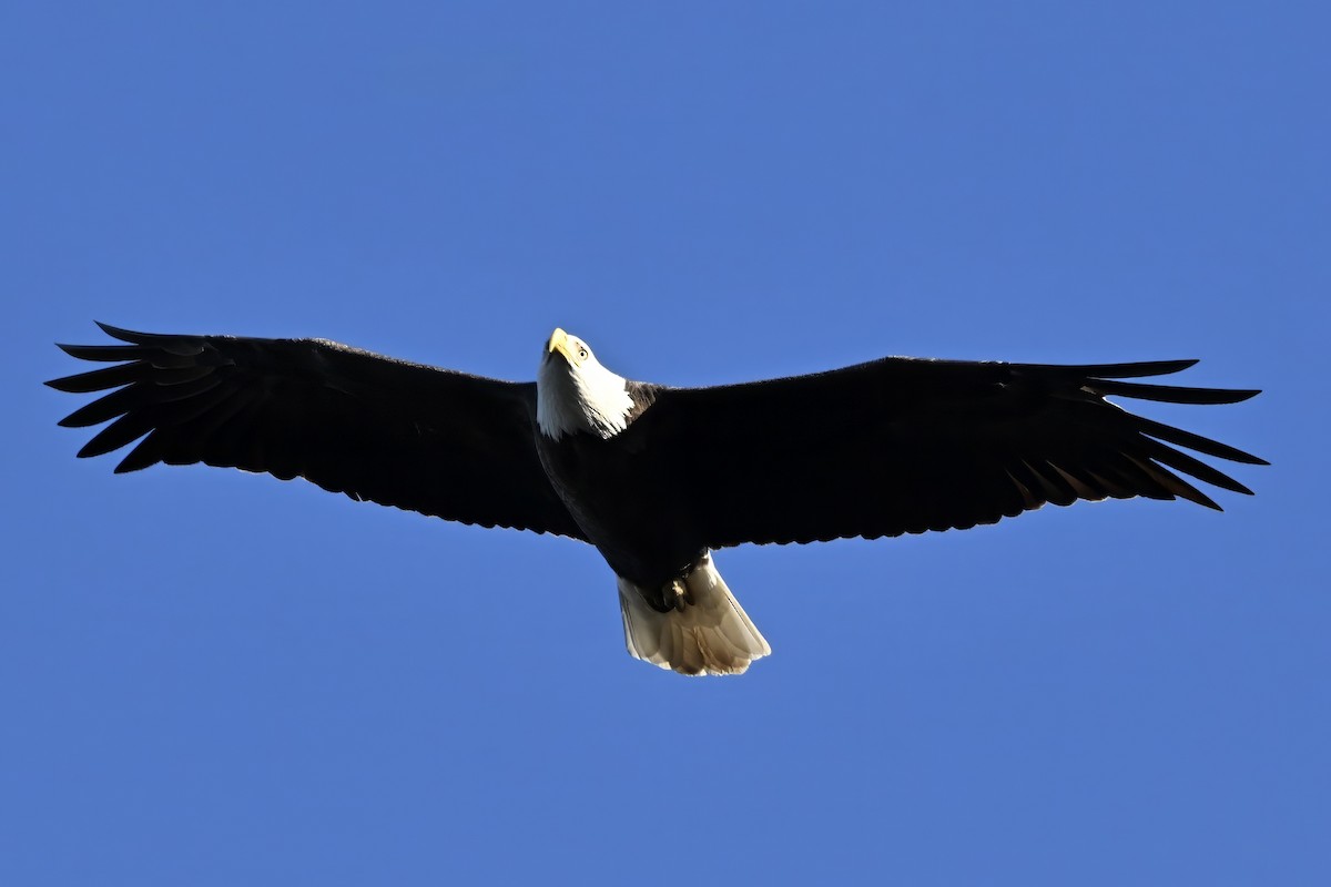 Itsas arrano buruzuria - ML645968961