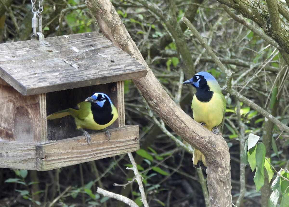 Green Jay - ML645968962