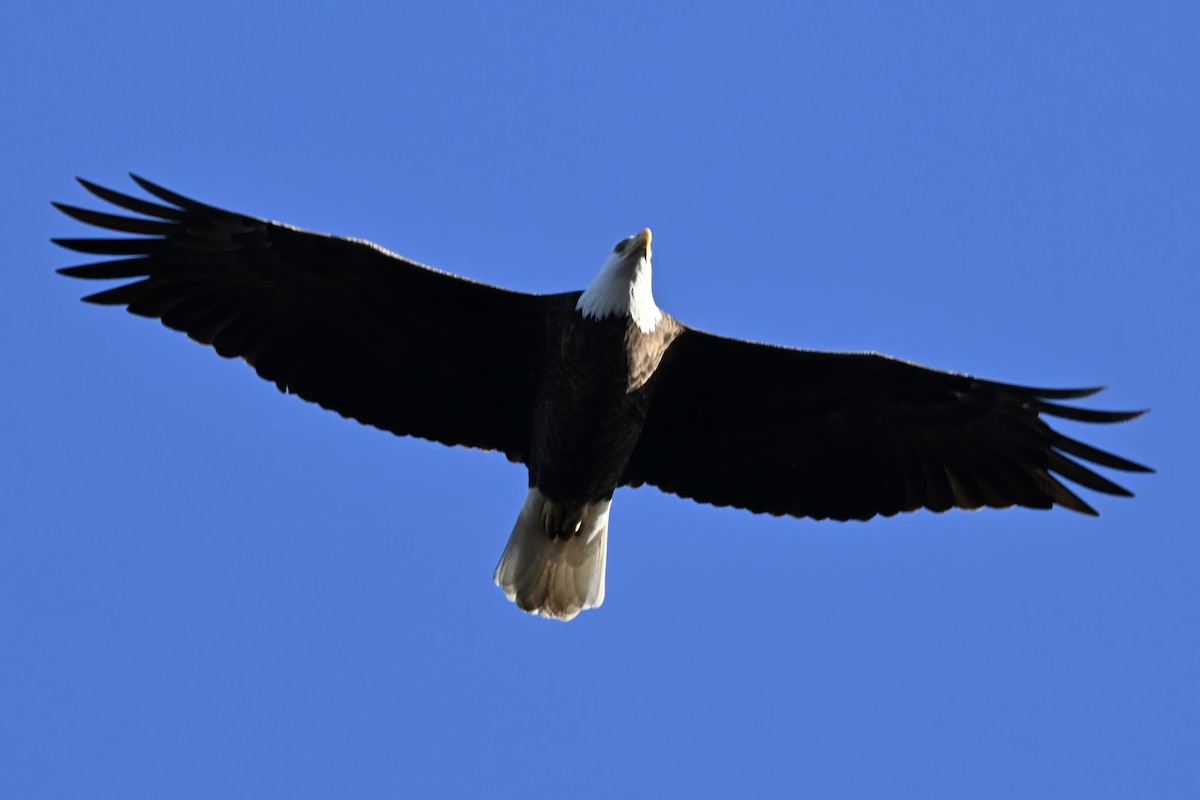 Itsas arrano buruzuria - ML645968963