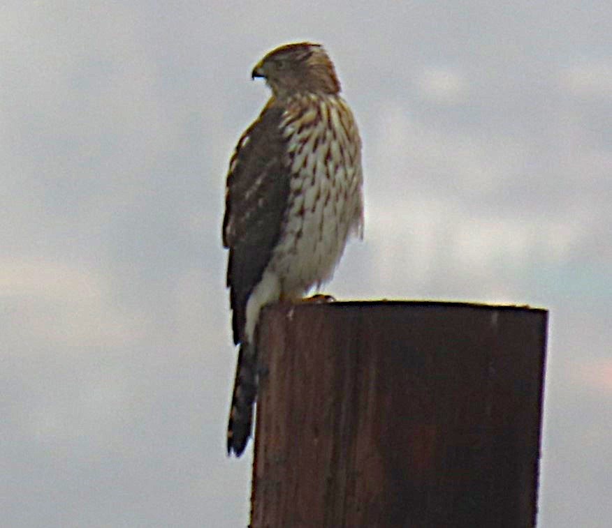 Cooper's Hawk - ML645968965