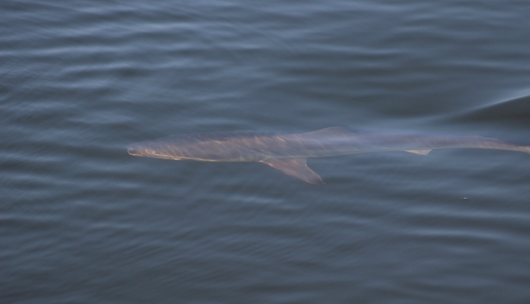 Spinner Shark - ML645968969