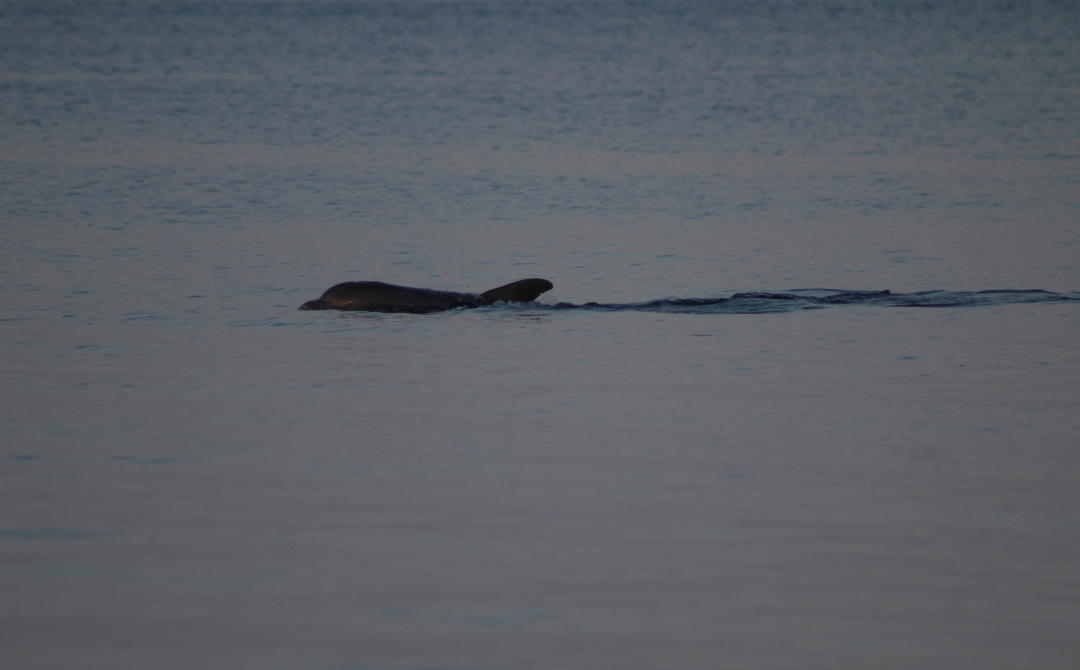 Şişe Burunlu Yunus - ML645968970