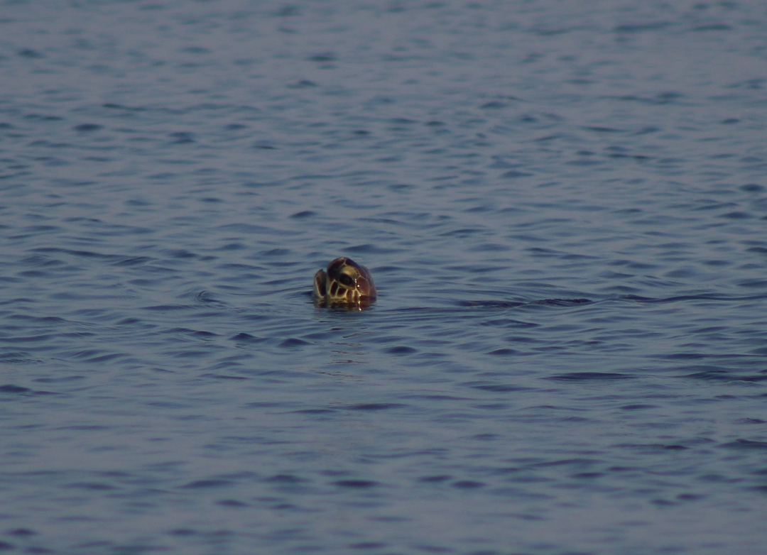 Yeşil Deniz Kaplumbağası - ML645968971