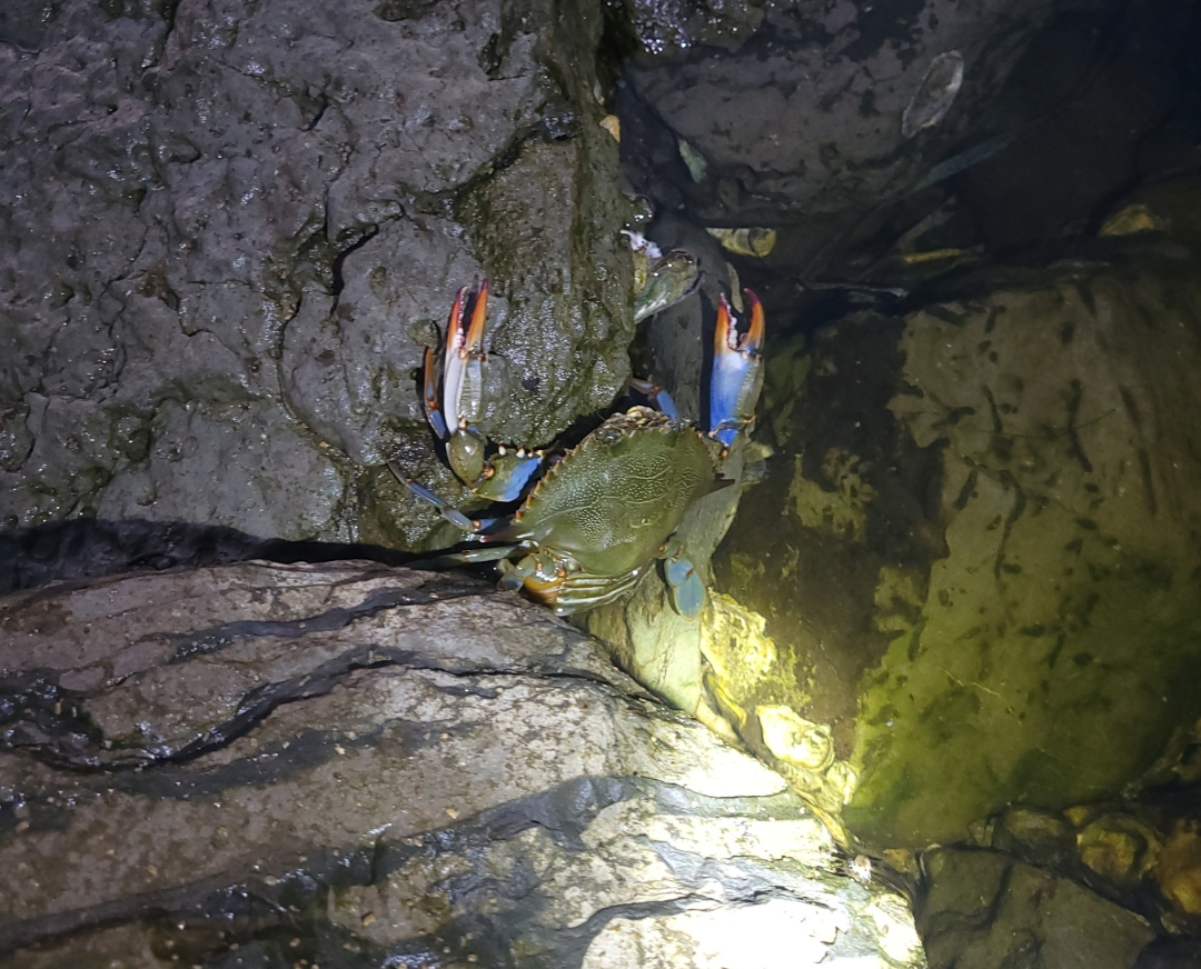 Common Blue Crab - ML645968972