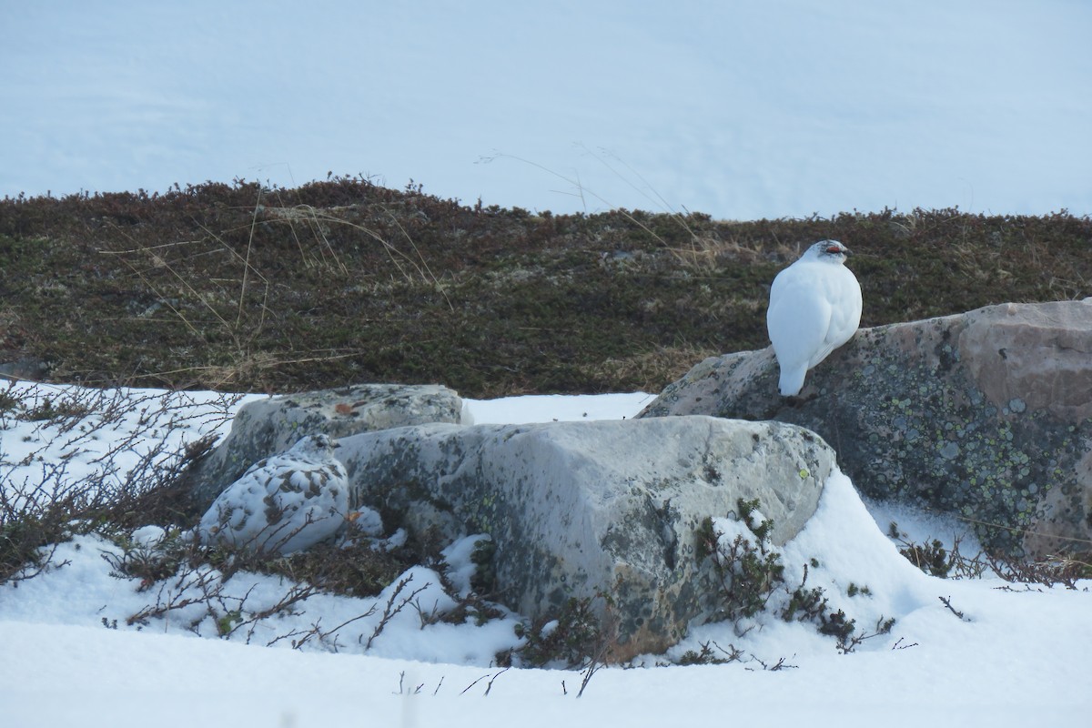 Rock Ptarmigan - ML645968977