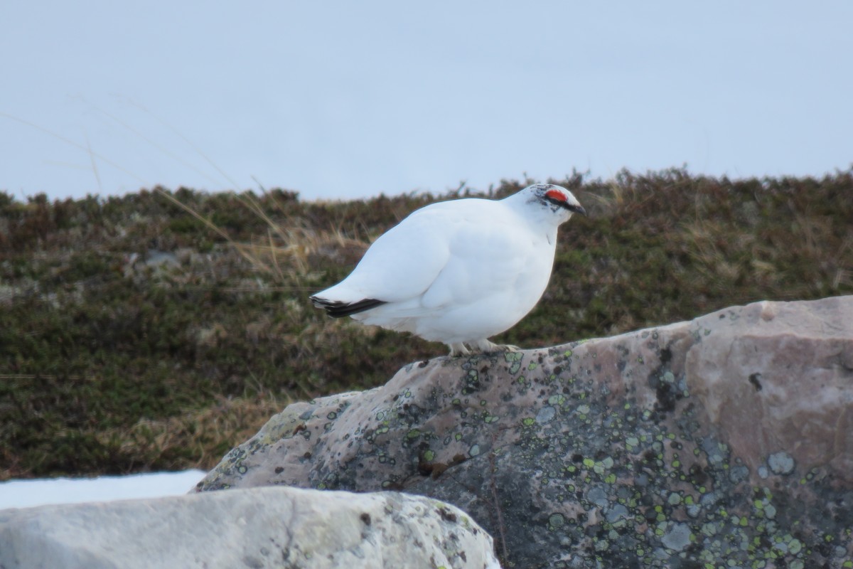 Rock Ptarmigan - ML645968978