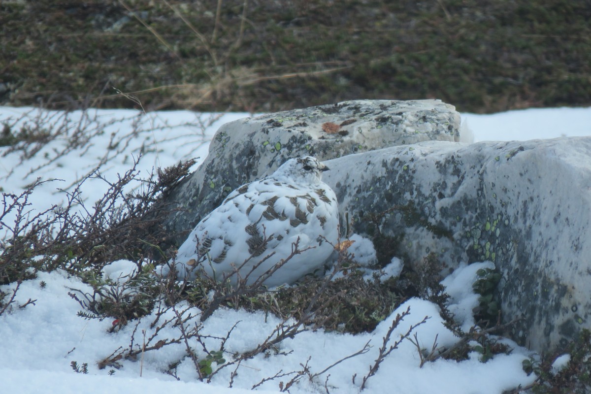 Rock Ptarmigan - ML645968980