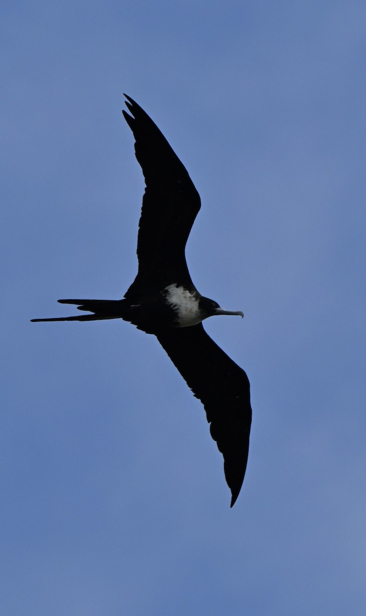 פריגט גדול - ML645968985