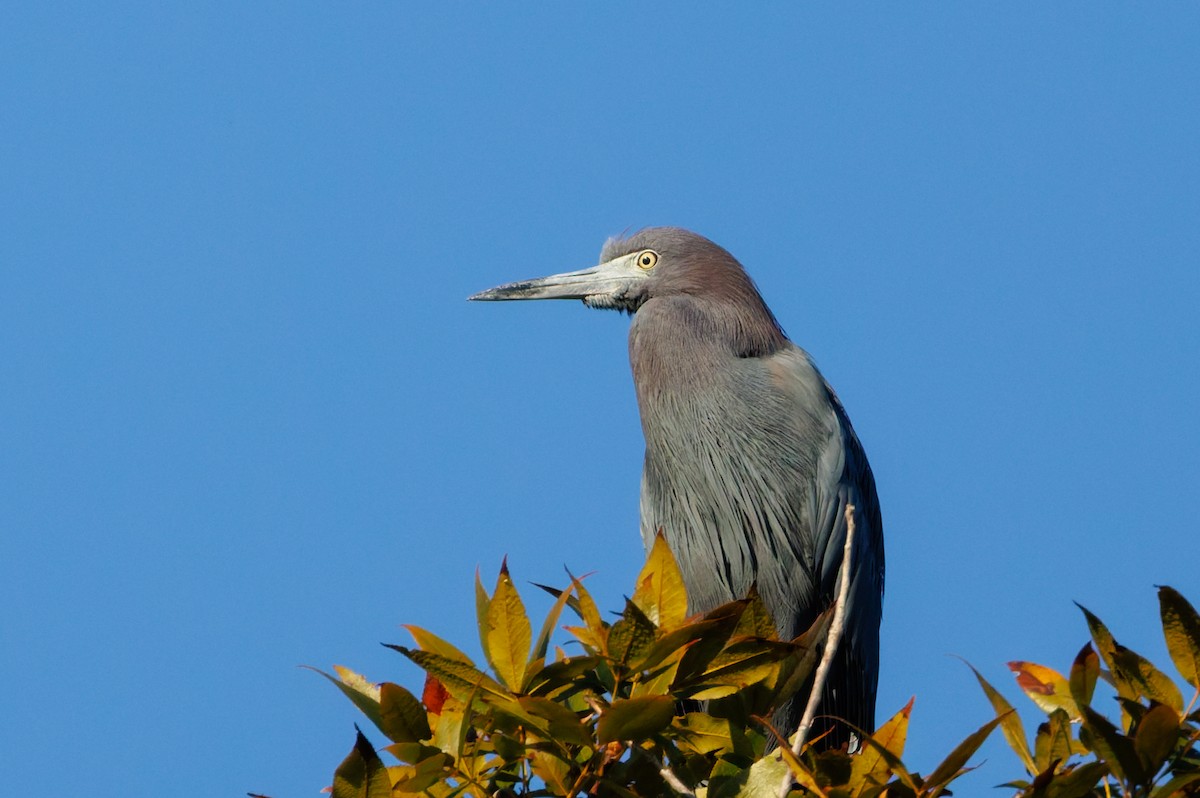 Little Blue Heron - ML645968987