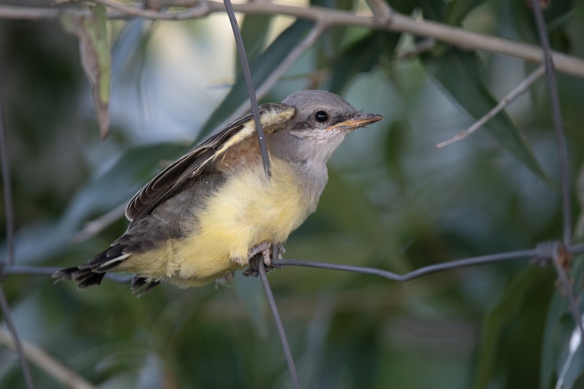 Western Kingbird - ML645968988