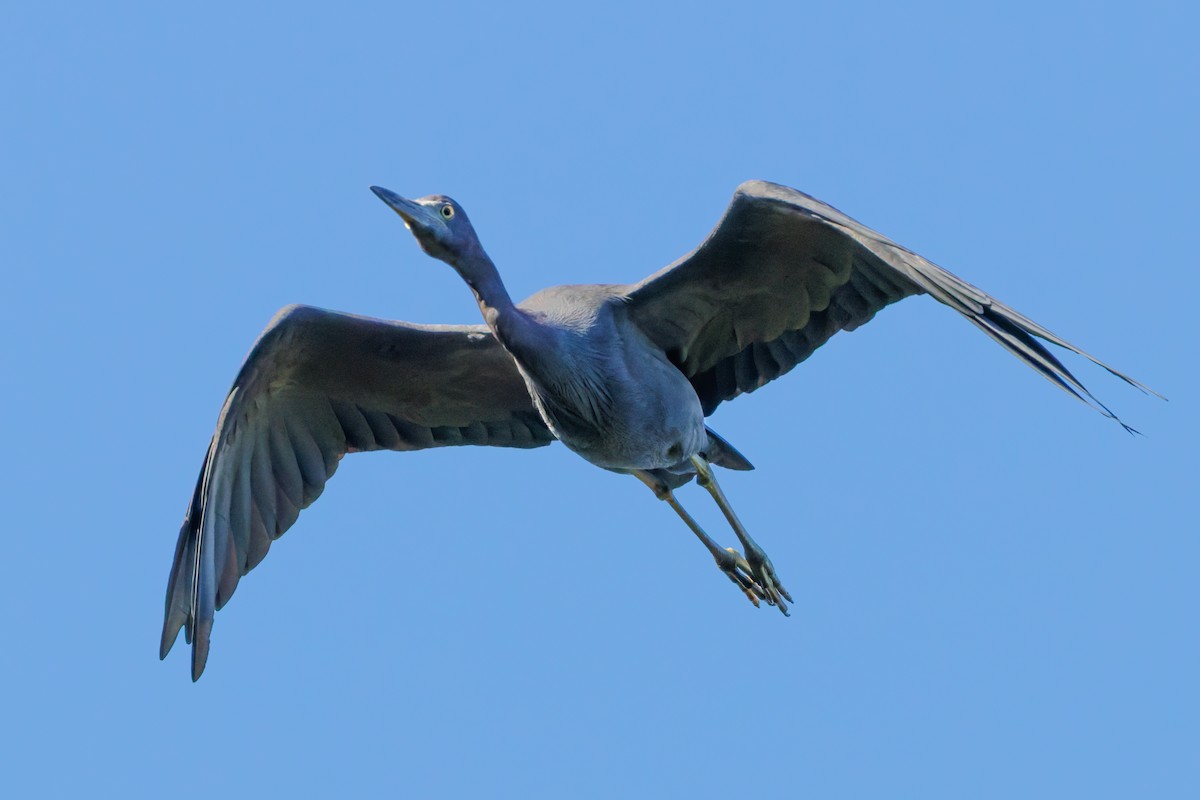 Little Blue Heron - ML645968989