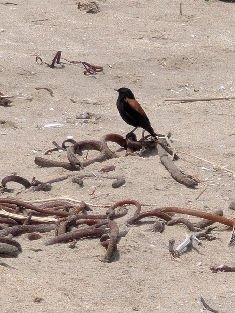 Austral Negrito - ML645968995