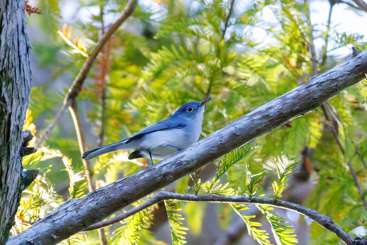 Blue-gray Gnatcatcher - ML645969005