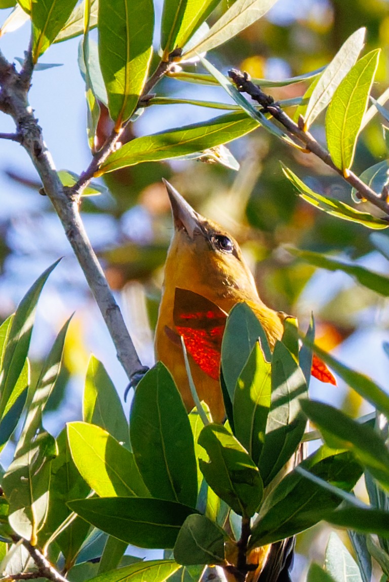 Балтиморский трупиал - ML645969009