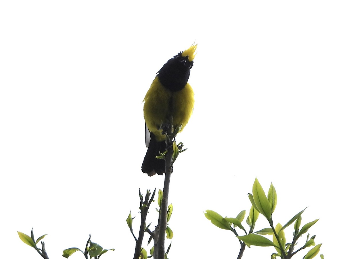 Sultan Tit - ML645969010