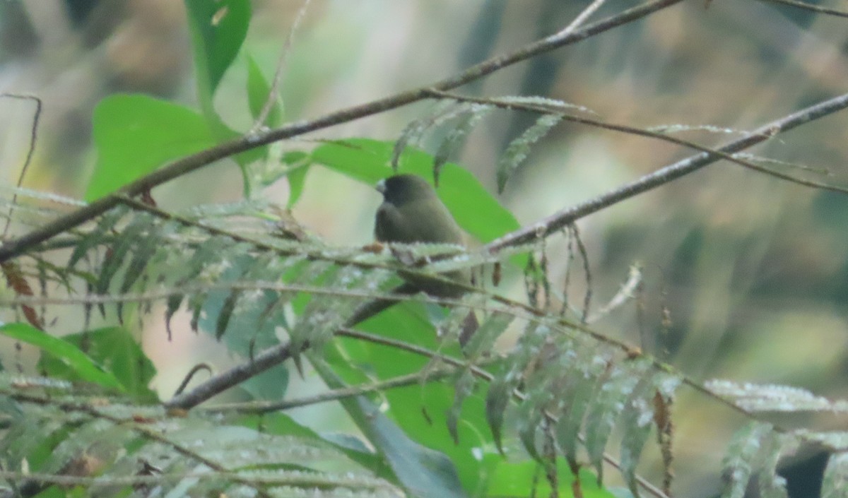 Yellow-bellied Seedeater - ML645969012