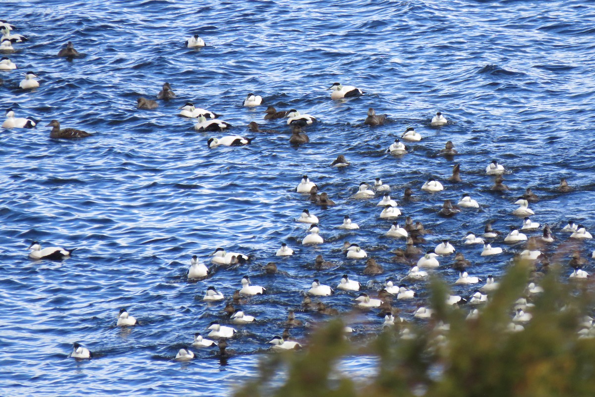 Common Eider - ML645969024
