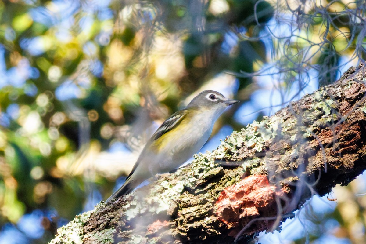 Blue-headed Vireo - ML645969028