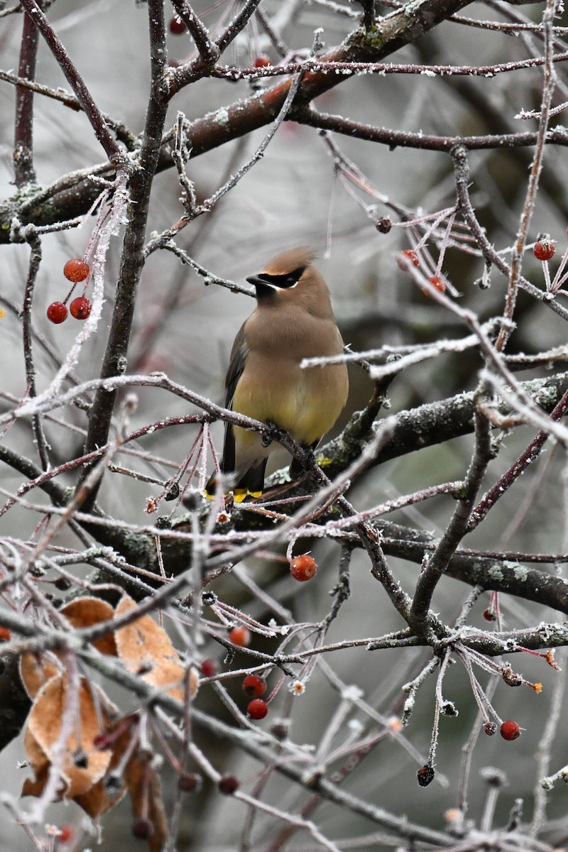 ציצנית אמריקנית - ML645969034