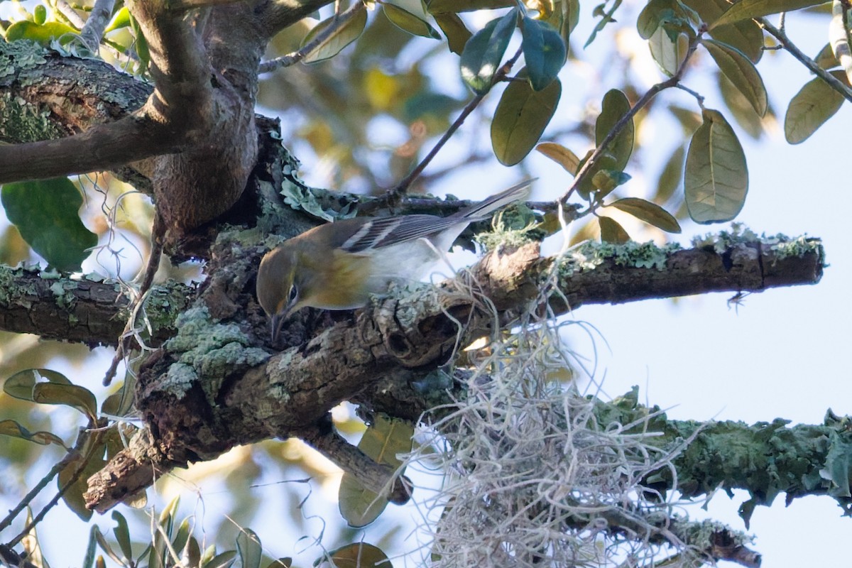 Pine Warbler - ML645969036