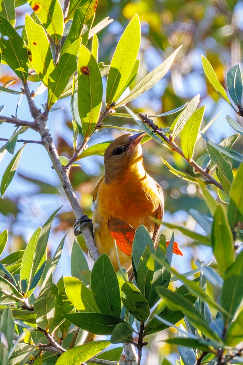 Балтиморский трупиал - ML645969037